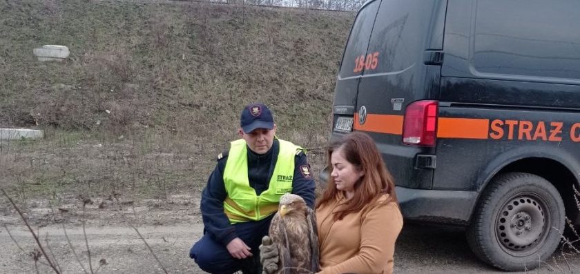 Niecodzienna interwencja funkcjonariuszy Straży Ochrony Kolei ze Szczecina. Uratowali rannego orła bielika.
