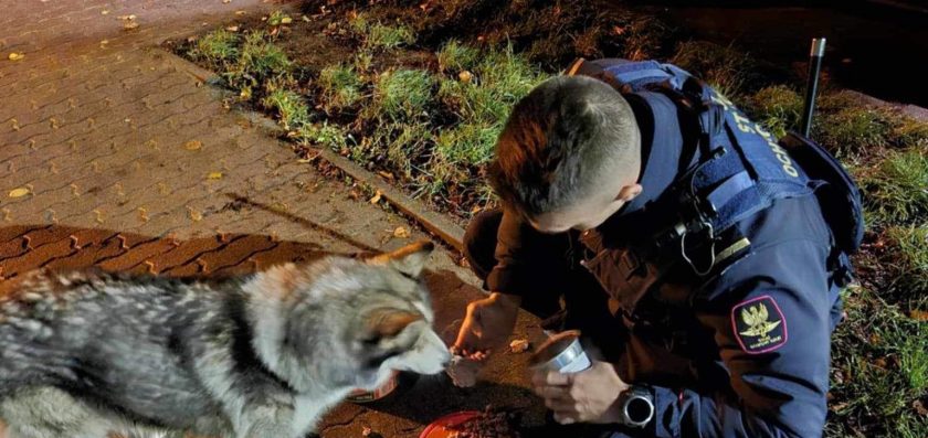 Funkcjonariusze Straży Ochrony Kolei uratowali psa, który błąkał się po torowisku