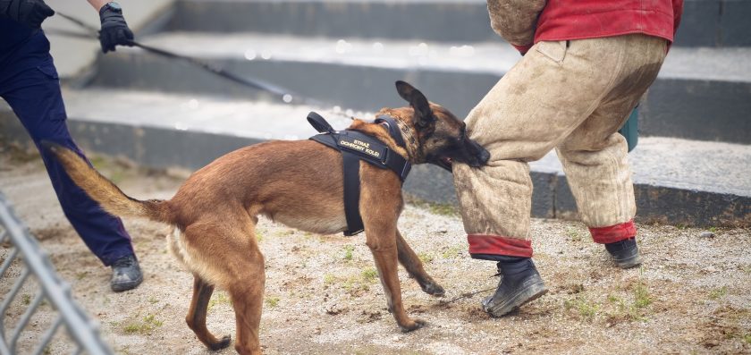 CERBERUS K9 – International Defense Platform