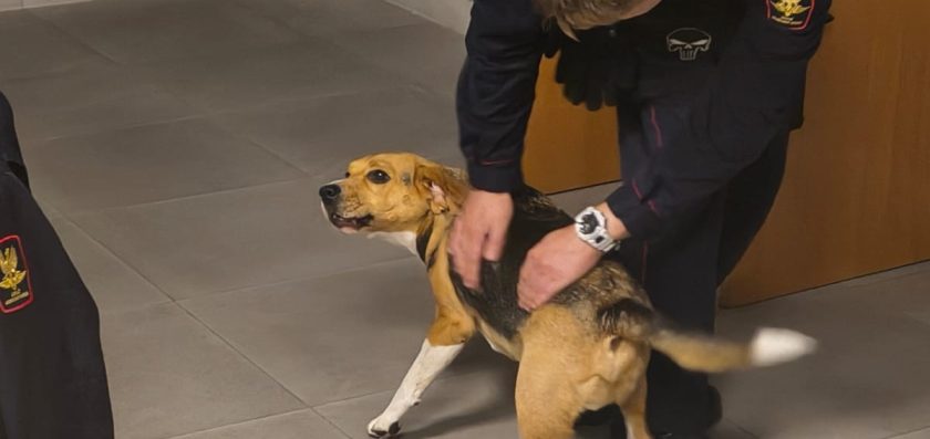Czworonożny podróżny na peronie