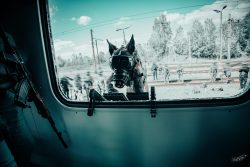GOI SOK podczas działań kontrterrorystycznych w sytuacji kryzysowej w pociągach pasażerskich PKP Intercity