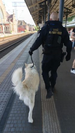 „O Psie, który jeździł koleją”