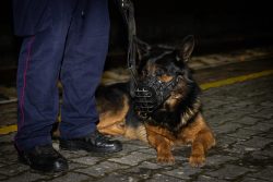 Dzień Psa – hołd dla czworonożnych funkcjonariuszy SOK