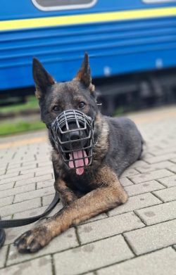 Międzynarodowy Dzień Psa w Straży Ochrony Kolei