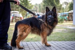 Czarne areną III Ćwiczeń Psów Służbowych Formacji Mundurowych