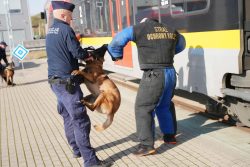 W �?ódzkiej Kolei Aglomeracyjnej sokiści, policjanci i strażnicy więzienni szkolili psy służbowe