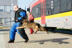 W �?ódzkiej Kolei Aglomeracyjnej sokiści, policjanci i strażnicy więzienni szkolili psy służbowe