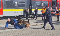 W �?ódzkiej Kolei Aglomeracyjnej sokiści, policjanci i strażnicy więzienni szkolili psy służbowe