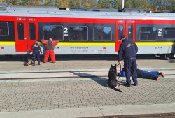 W �?ódzkiej Kolei Aglomeracyjnej sokiści, policjanci i strażnicy więzienni szkolili psy służbowe
