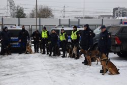 Wspólne szkolenie psów SOK, Policji i Straży Miejskiej w Białymstoku