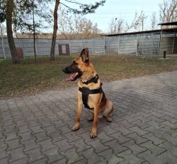 Grom, Grot i Grab - nowe psy w kieleckiej komendzie