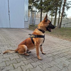 Grom, Grot i Grab - nowe psy w kieleckiej komendzie
