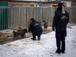Funkcjonariusze i pracownicy Straż Ochrony Kolei wsparli schronisko dla zwierząt