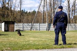 Tresura psów służbowych SOK w Zbąszyniu