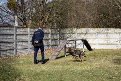 Tresura psów służbowych SOK w Zbąszyniu