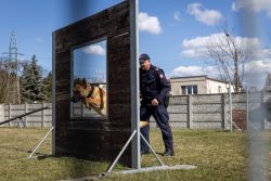 Tresura psów służbowych SOK w Zbąszyniu