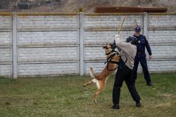 Tresura psów służbowych SOK w Zbąszyniu