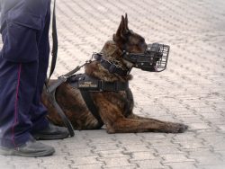 Międzynarodowe Ćwiczenia Przewodników Psów Służbowych i Użytkowych TriBORDER K9 – POLAND