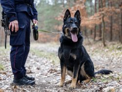 Nowe psy patrolowo obronne zasiliły szeregi Straży Ochrony Kolei