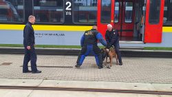 Wspólne ćwiczenia przewodników psów służbowych SOK i Policji na terenie �?KA