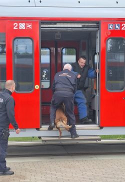 Wspólne ćwiczenia przewodników psów służbowych SOK i Policji na terenie �?KA