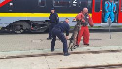 Wspólne ćwiczenia przewodników psów służbowych SOK i Policji na terenie �?KA
