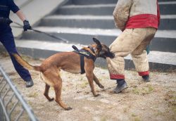 CERBERUS K9 – International Defense Platform