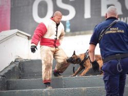 CERBERUS K9 – International Defense Platform