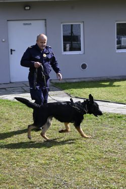 Za nami II edycja Podkarpackich Ćwiczeń Psów Służbowych Formacji Mundurowych!